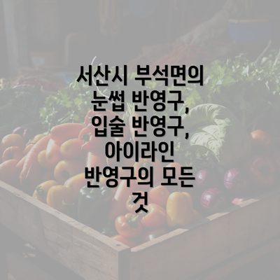 서산시 부석면의 눈썹 반영구, 입술 반영구, 아이라인 반영구의 모든 것